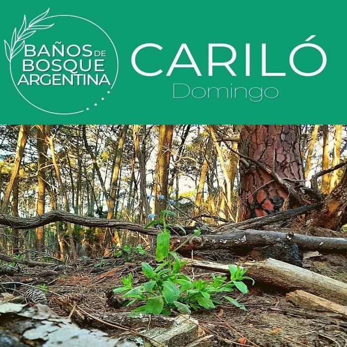 Baño de Bosque en Cariló