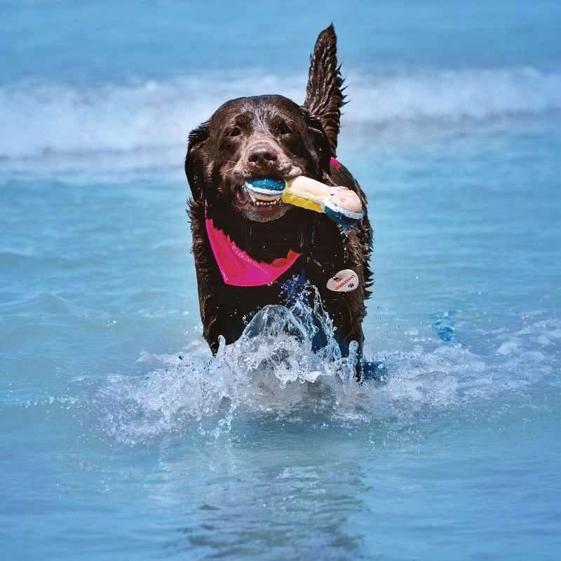 Vacaciones pet friendly