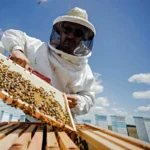 Curso de producción apícola en Pinamar
