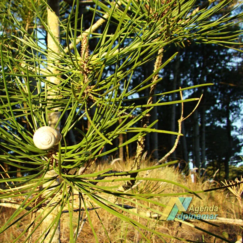 visita guiada al bosque