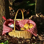 Atardecer entre pinos