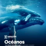 Miracine recibe a Blue Flag Argentina en Pinamar