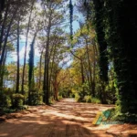 Atardecer en el bosque en Cariló