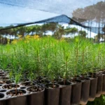 Visitas guiadas y taller botánico en el Vivero de Pinamar